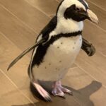 Penguin visits Crane's Mill