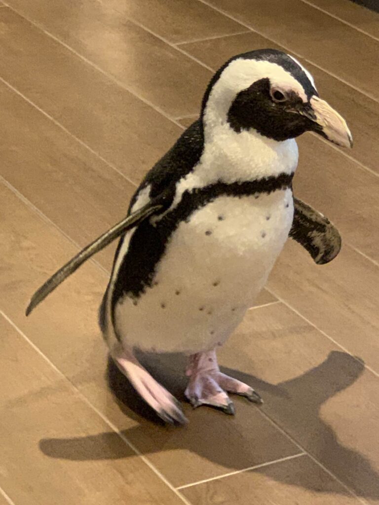 Penguin visits Crane's Mill
