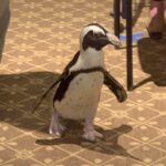 Penguin visits Crane's Mill
