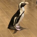 Penguin visits Crane's Mill