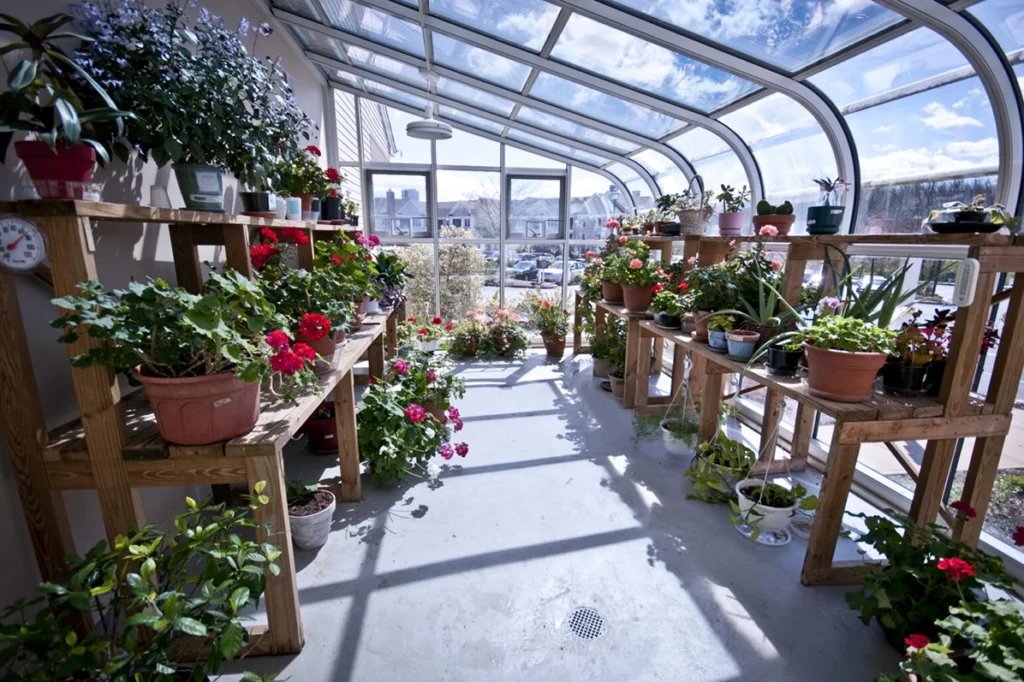 Plants in a greenhouse